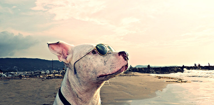 bibione kutya strand szoveg kozott 02