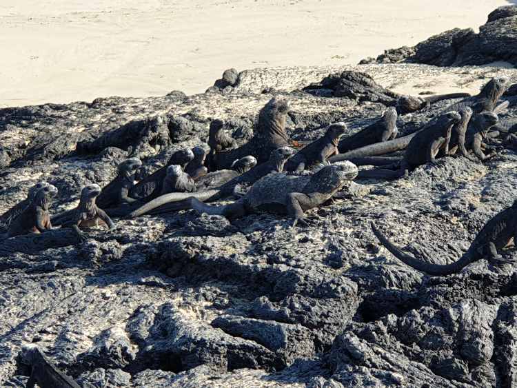 Galapagos óriás gyíkokx