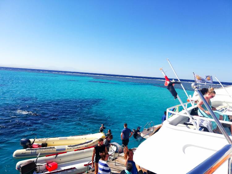 vörös tengeri hajo