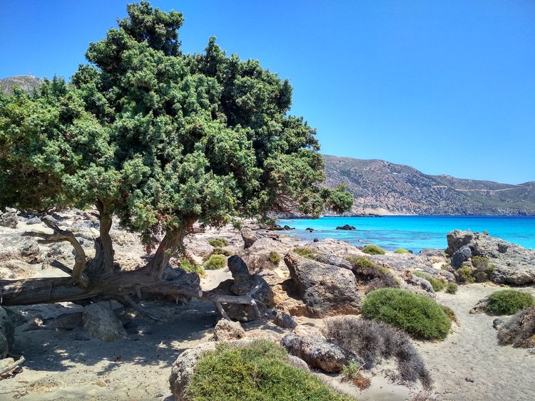 Kréta Kedrodasos750