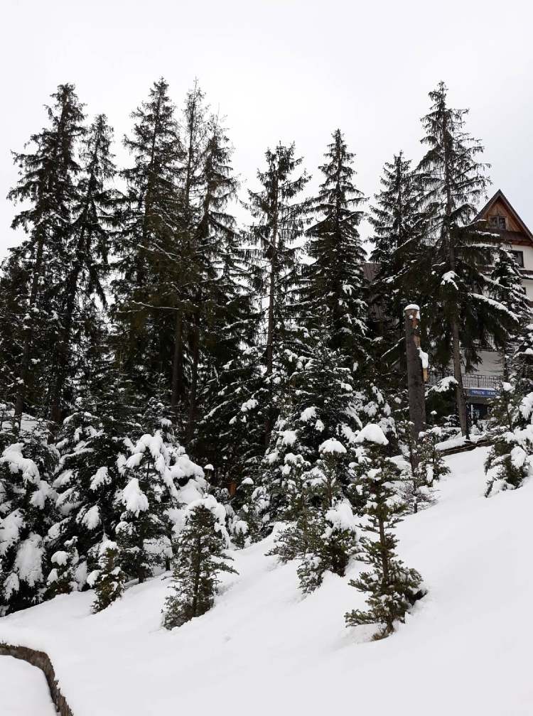 lengyelorszag krakko szilveszter fenyves 2