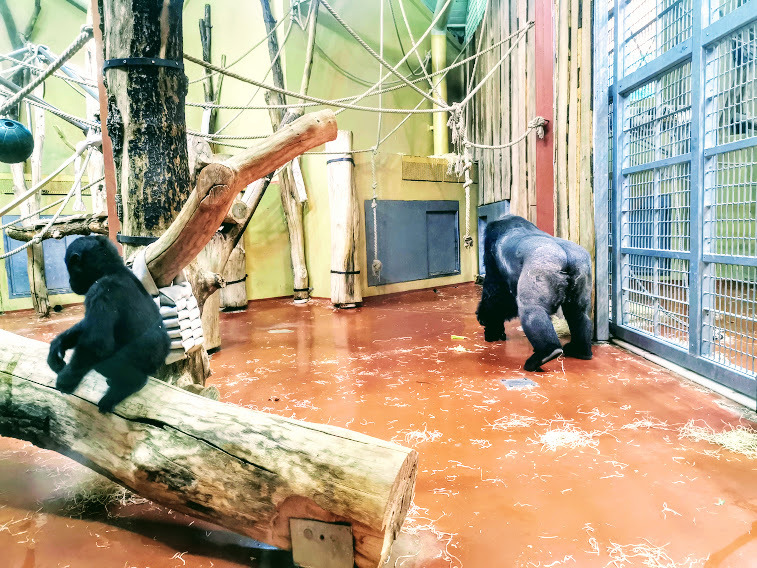 Budapesti ák gorillák