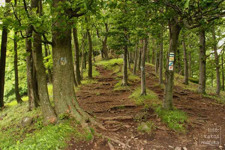 Mátrai ösvény Rakos Mónika