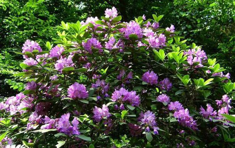 magyarorszag jeli arboretum rhododendron lila1