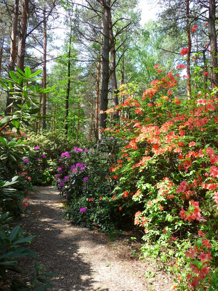 magyarország jeli arboretum viragok1