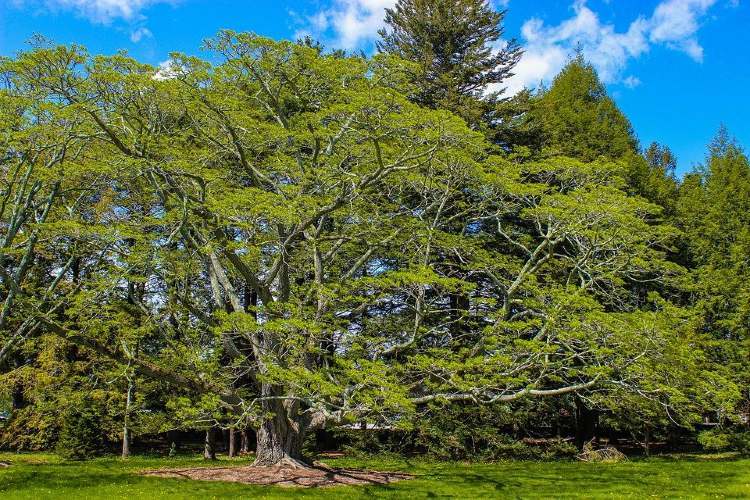mo szarvas arboretum
