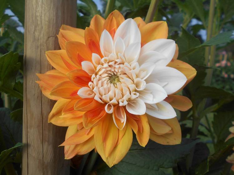 Bodensee pozitívumok 10