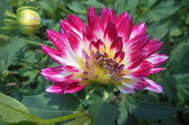 Bodensee pozitívumok 11