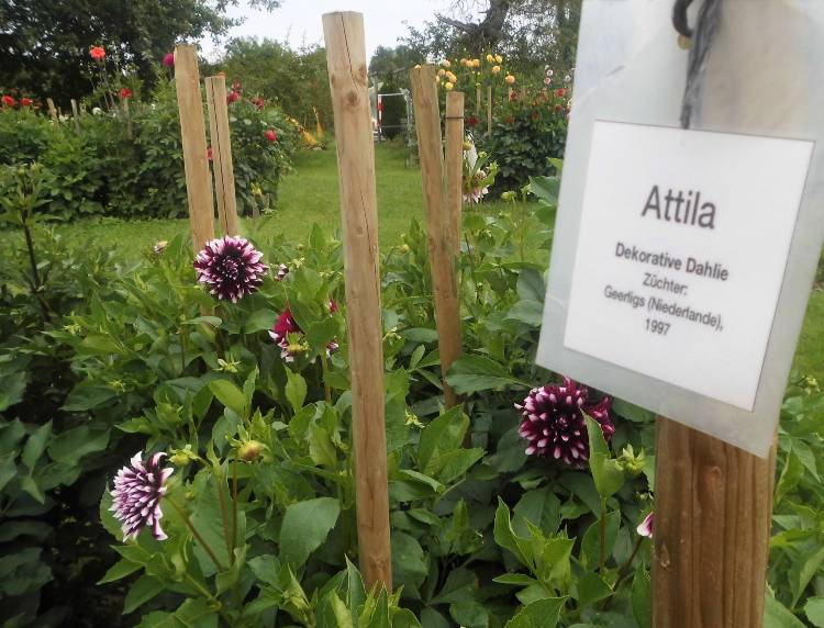 Bodensee pozitívumok 12