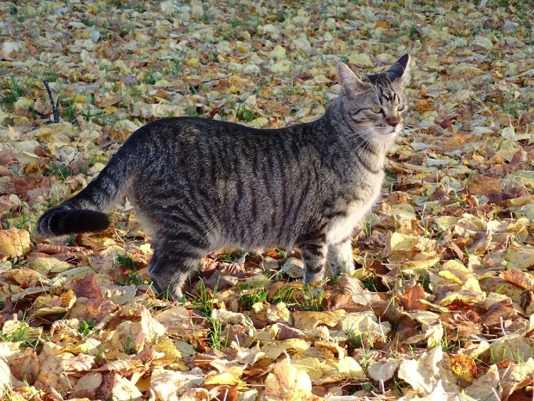 Bodensee pozitívumok 20