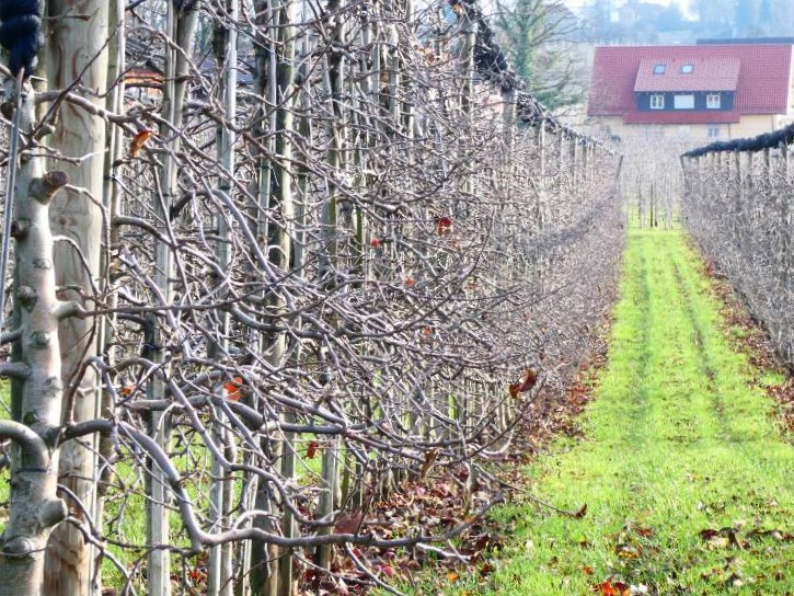 Bodensee pozitívumok 3