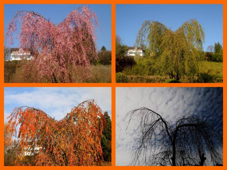 Bodensee pozitívumok 5