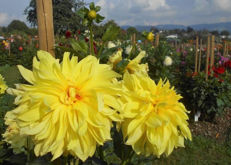 Bodensee pozitívumok 9