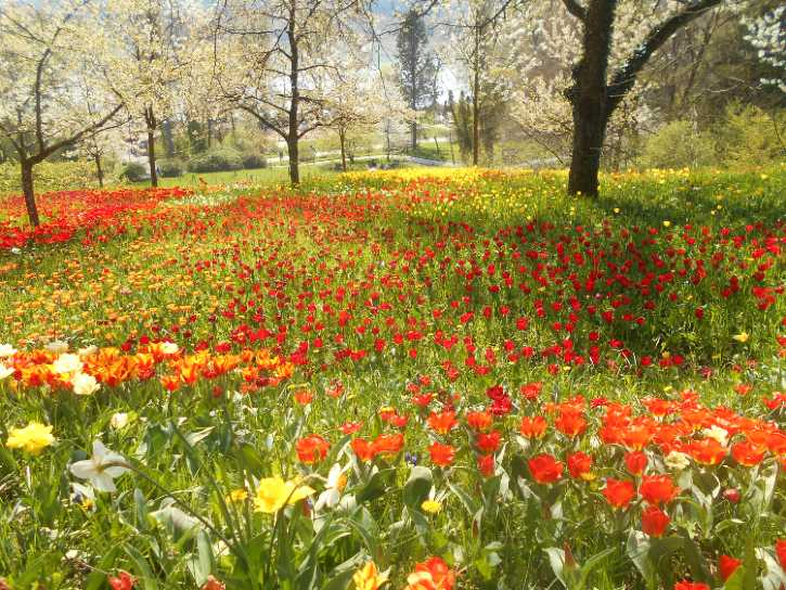 Mainau virágsziget3
