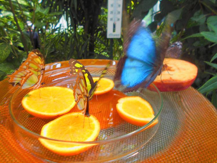 Mainau virágsziget5