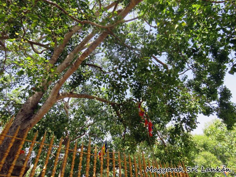 Felismerés Szent Fája 2x