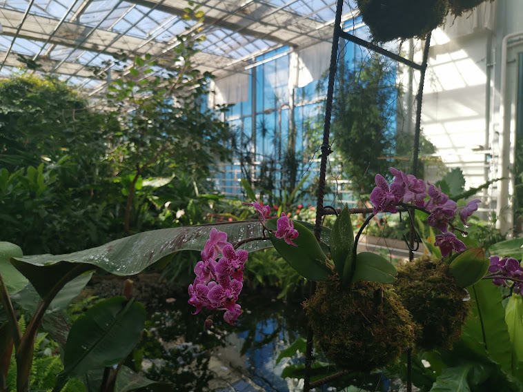 dobornak orchideafarm