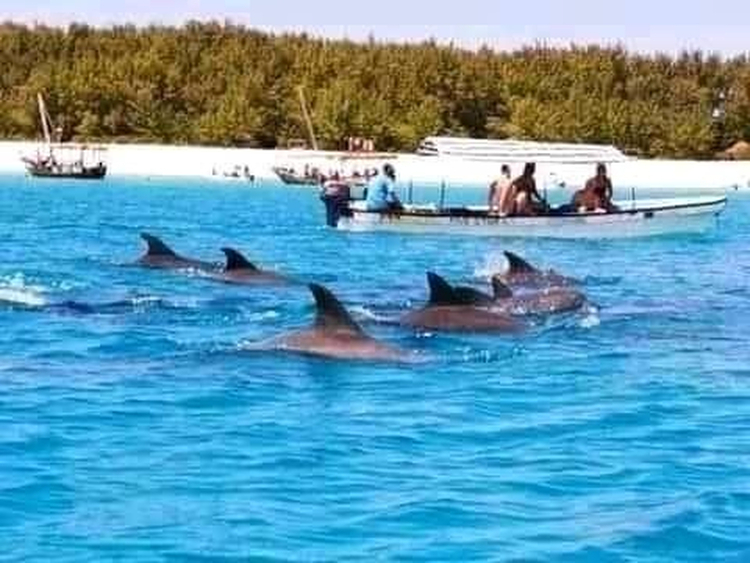 zanzibár delfines kirándulás